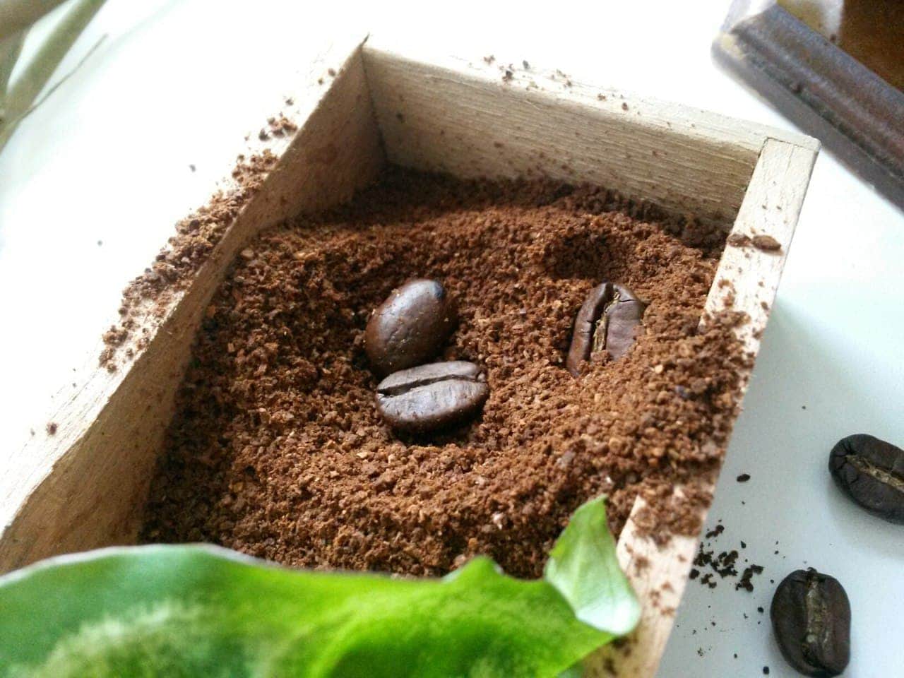 Обзор на вьетнамский кофе в зернах Arabica Classic