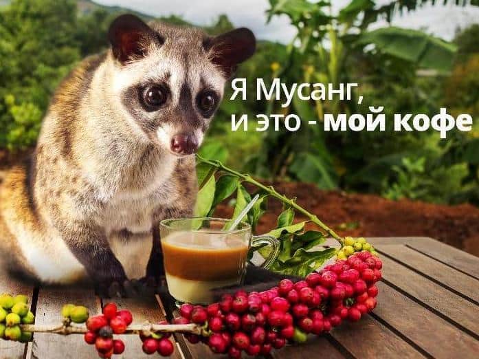 Кофе только для ценителей